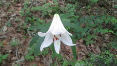 Lilium japonicum, photograph (c) yajapin, some rights reserved (CC BY)