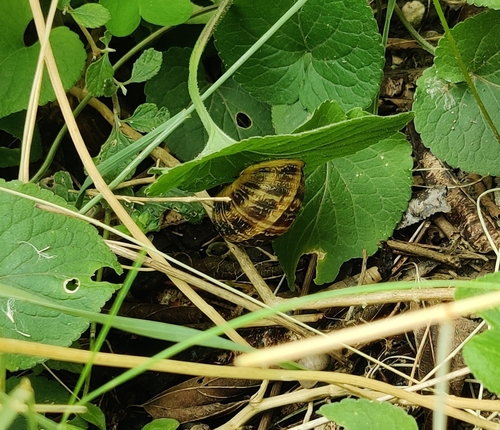 Garden Snail