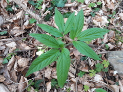 Cardamine enneaphyllos