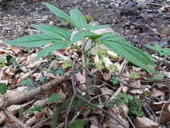 Cardamine enneaphyllos