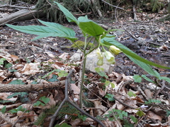Cardamine enneaphyllos