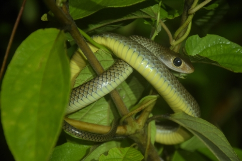 Ptyas korros