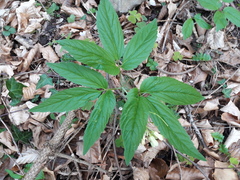 Cardamine enneaphyllos