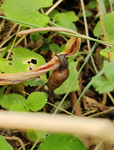 Decollate Snail
