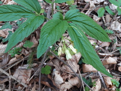 Cardamine enneaphyllos