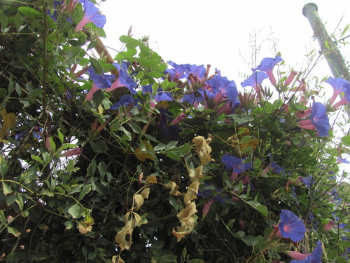 Ipomoea indica