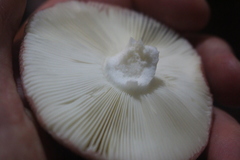 Russula nitida