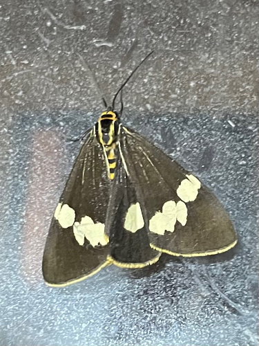 Australian magpie moth