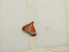 Hemiscopis sanguinea
