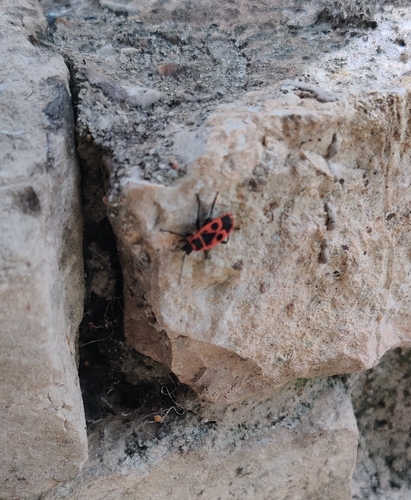 European Firebug