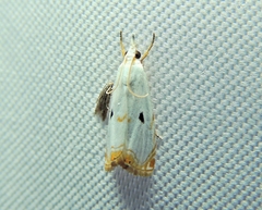 Calamotropha latella