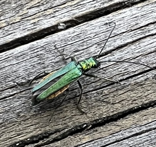Thick-legged Flower Beetle