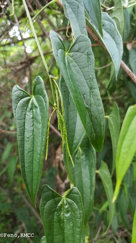 Dioscorea seriflora