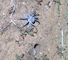Portacosa cinerea
