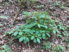 Scopolia carniolica