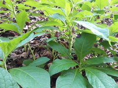 Scopolia carniolica