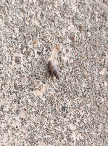 Solatopupa similis