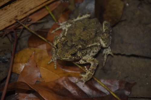 Ingerophrynus biporcatus