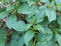 Scopolia carniolica