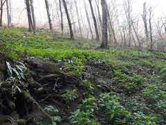 Scopolia carniolica