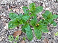 Scopolia carniolica