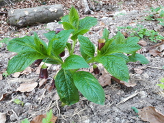 Scopolia carniolica