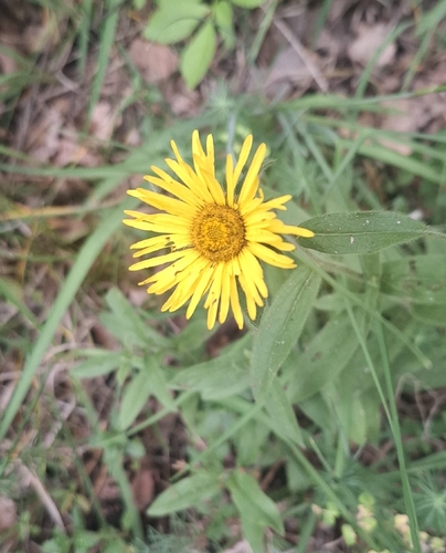 Pentanema hirtum