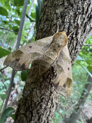 Virginia Creeper Sphinx