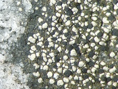 Rhizocarpon eupetraeum