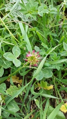 Trifolium spumosum