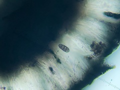 Rhizocarpon eupetraeum