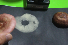 Russula nitida