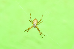 Argiope