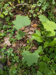 Iliamna remota