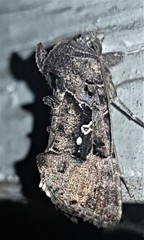 Argyrogramma signata