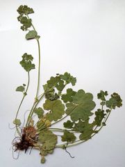 Alchemilla devestiens