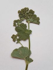 Alchemilla devestiens