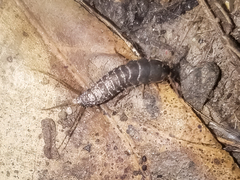 Allacrotelsa spinulata