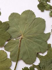 Alchemilla devestiens