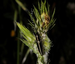 Agapanthia suturalis