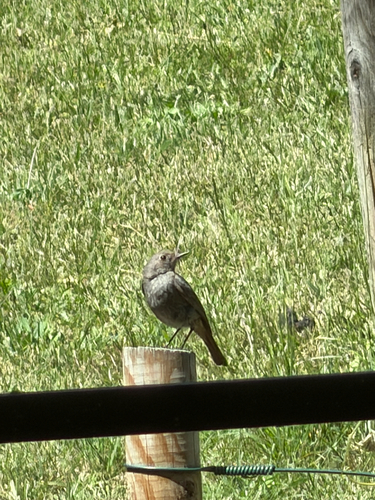 Black Redstart