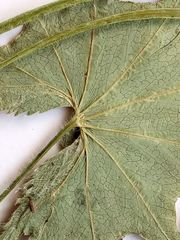 Alchemilla devestiens