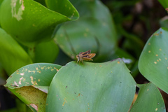 Lepidoptera
