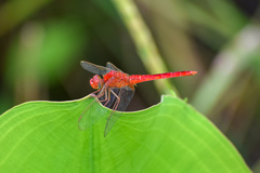 Crocothemis servilia