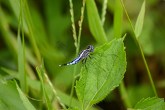 Acisoma panorpoides
