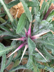 Centaurea iberica