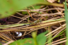 Acisoma panorpoides