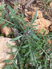 Centaurea iberica
