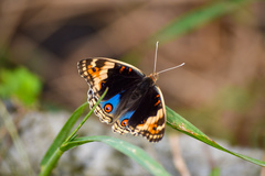 Junonia orithya