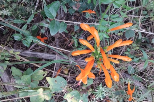 Cape Honeysuckle